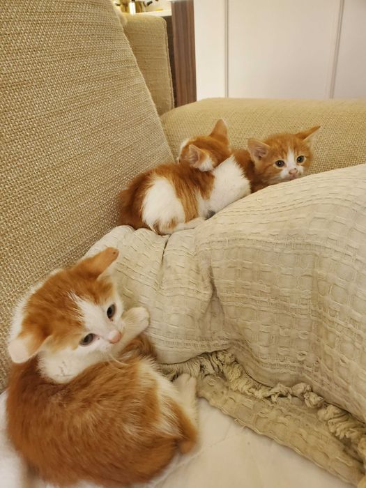 Три домашни червеникави котенца търсят дом