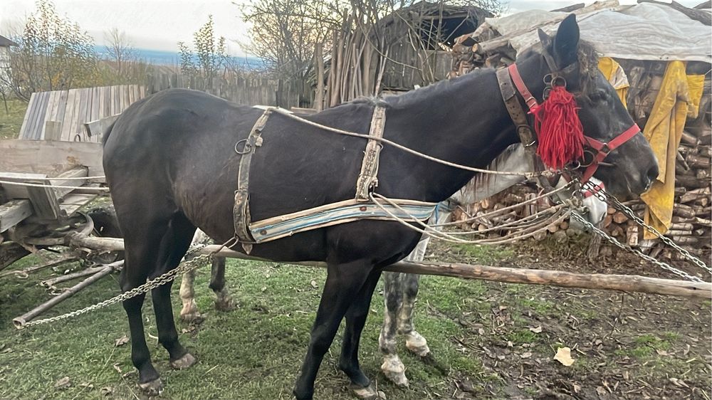 Vand manza 3 ani si un armasar sur 7 ani