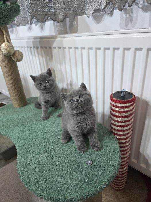 British shorthair rasă pură