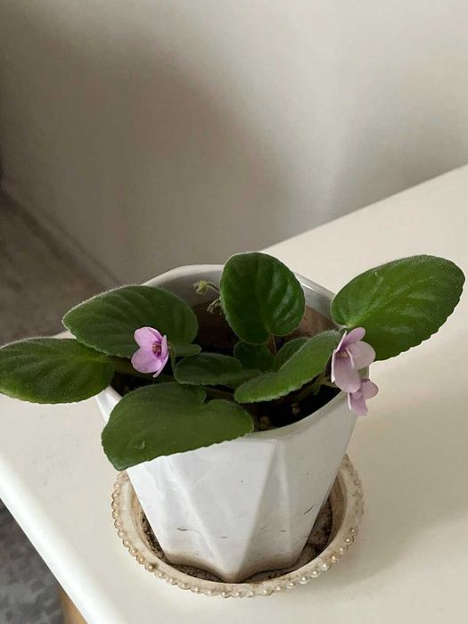 Фиалка комнатный цветок