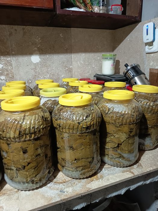 Frunza de vie  la saramură