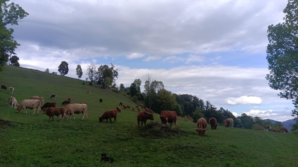 Vând Vaci și Viței