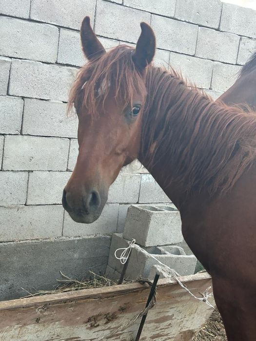 Тай сатылады бағасы