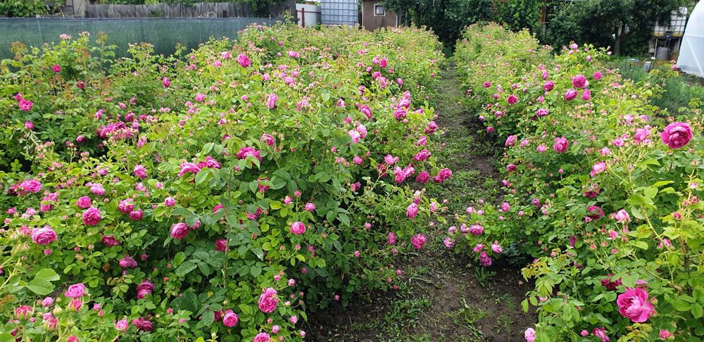 Butasi de trandafiri Rosa Damascena