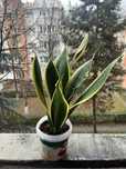 Plantă apartament Limba Soacrei - Sansevieria