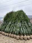 Tuia leylandii gard viu chparos vesnic verde oriunde in tara