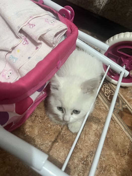 Срочно продам котенка, британец, мальчик