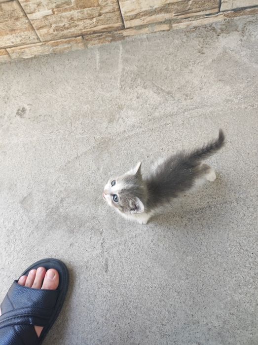 Кошка продам срочно