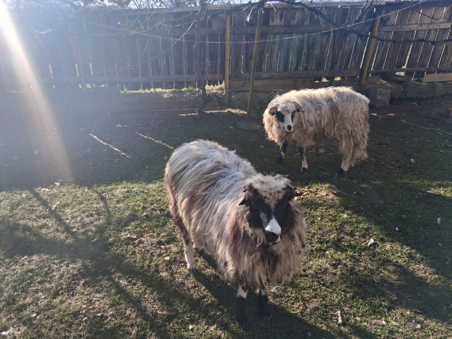 Vând doi mei de anul acesta  berbecuți