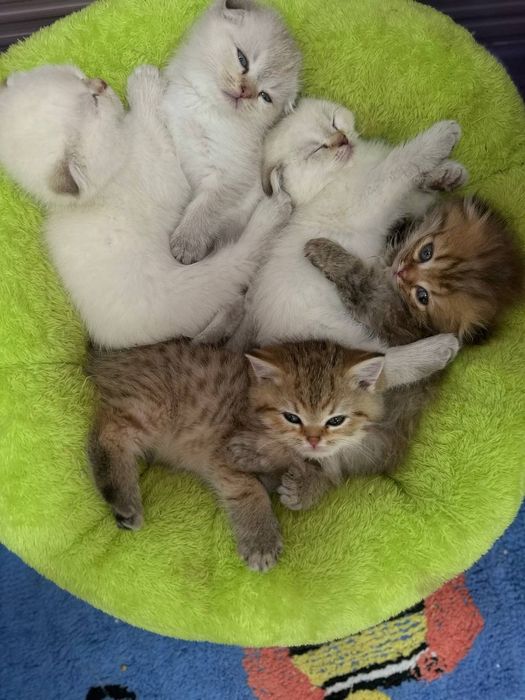 Котята Шиншиллы серебристой