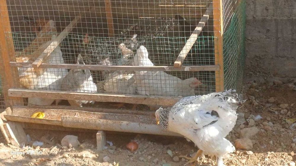 Срочно продаётся курицы и петух