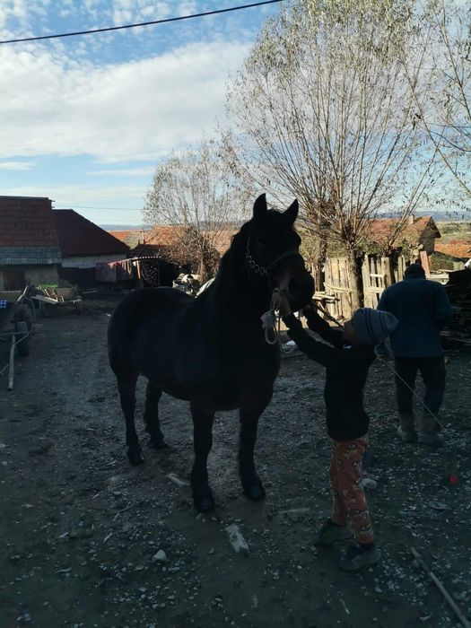 Iapa de 4 ani de vinzare garantata de ham pret 180 de milioane negocia