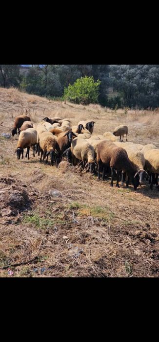Продавам черноглави овце