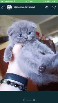 Вислоухие котята Вислоухий мальчик серый голубой котенок