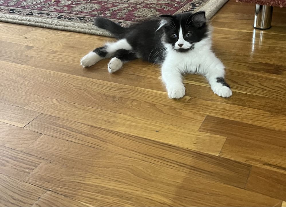 Котята бесплатно