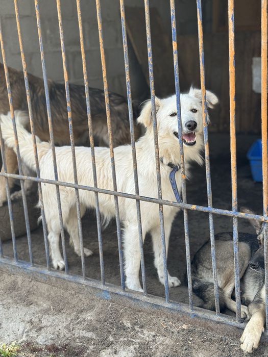 Снежка ищет дом!