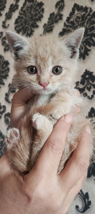 Котята Скоттиш страйт