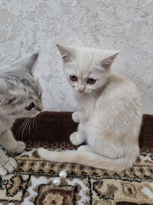Шиншилла мушуклар сотилади