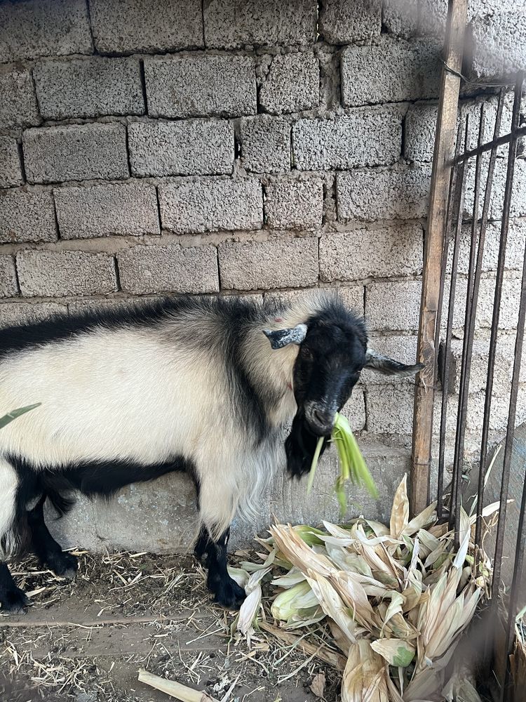 Продается козол 2 года