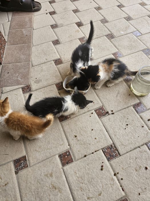 Кошка и котята даром