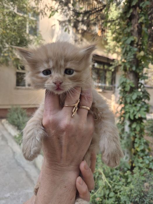 Котенок в добрые ручки