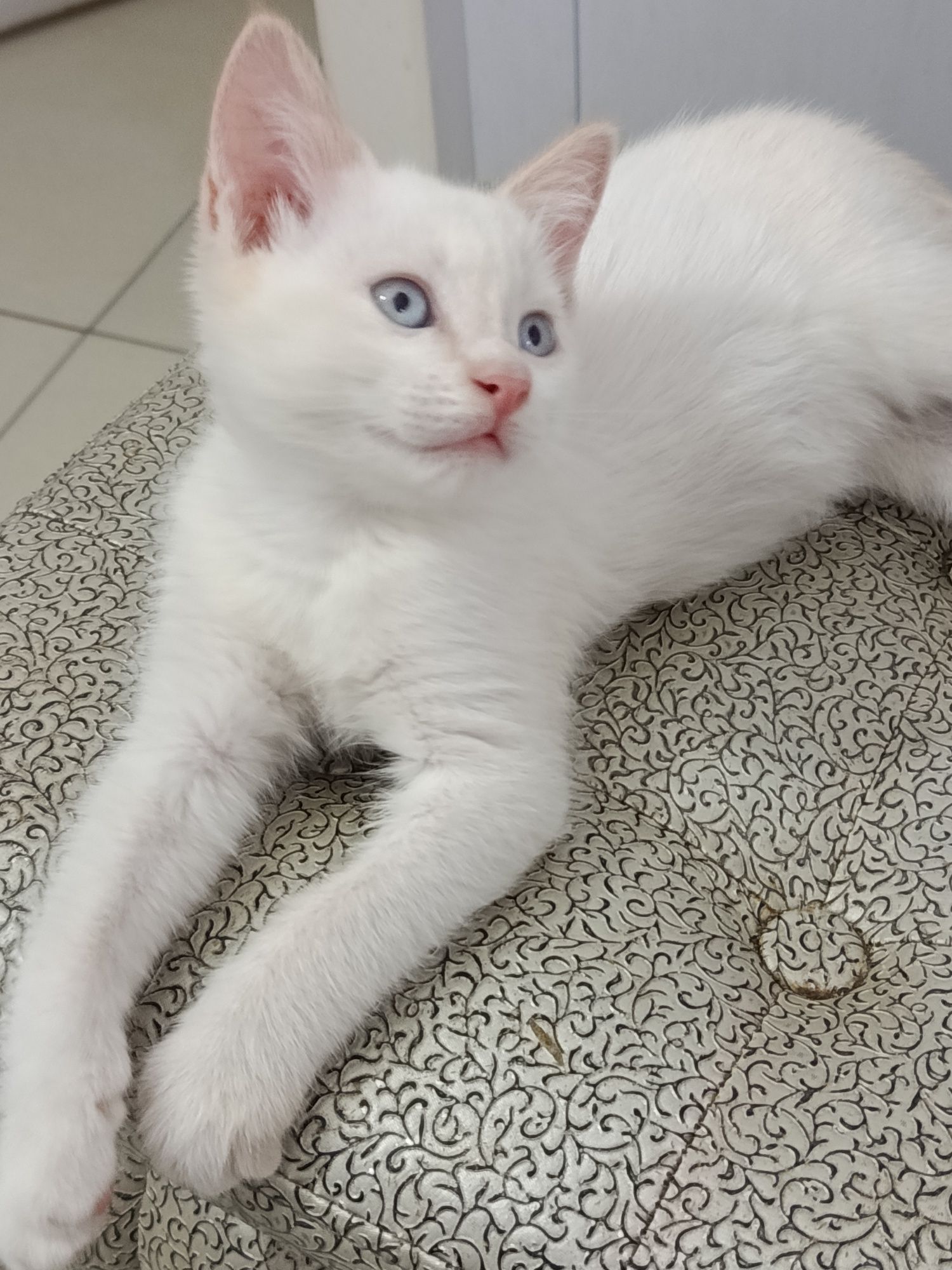 Котик милый голубые глазки