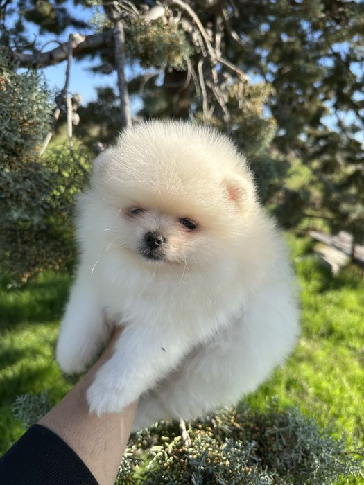 Мини Померан.