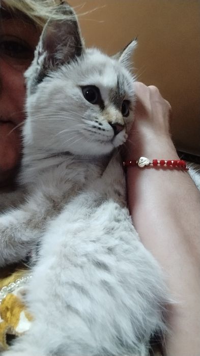 Тайская кошка и кот