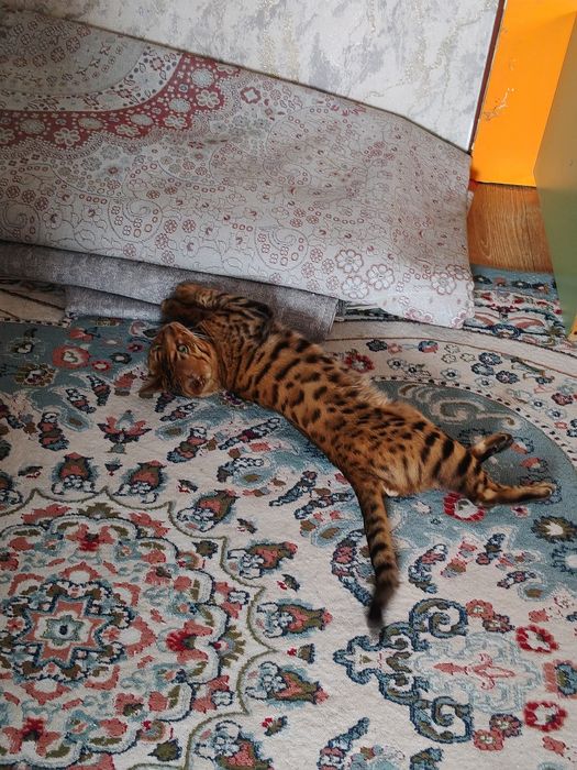 Бенгальский котёнок