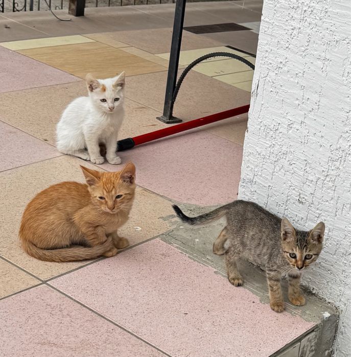 Котята и кошечка в хорошие руки