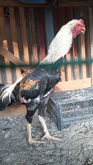 Хуроз сотилади .