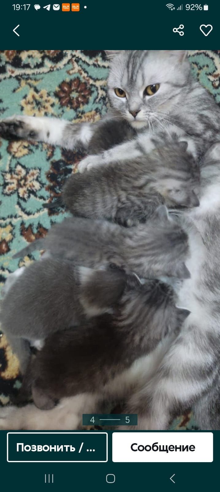 Скотиш фолд 1,5 месяцев.Приучены.