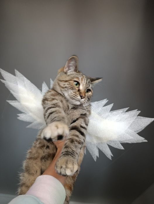 Крылья ангела для кота