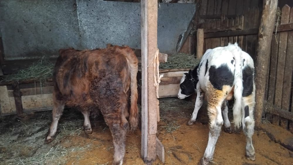 Vand 2 taurasi din minta artificiala