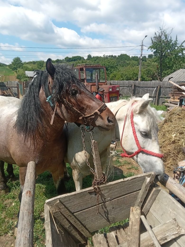 Vând Iapă și mânz doi ani