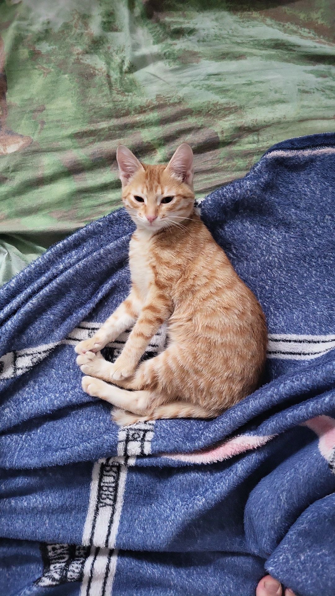 Кот, отдам бесплатно
