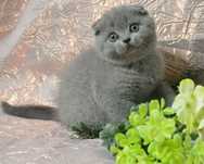 Fată Scottish Fold Blue shorthair . Asigur transport pedigree
