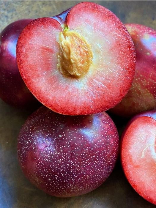 Pomi Fructiferi Deosebiti  cais aprikyra