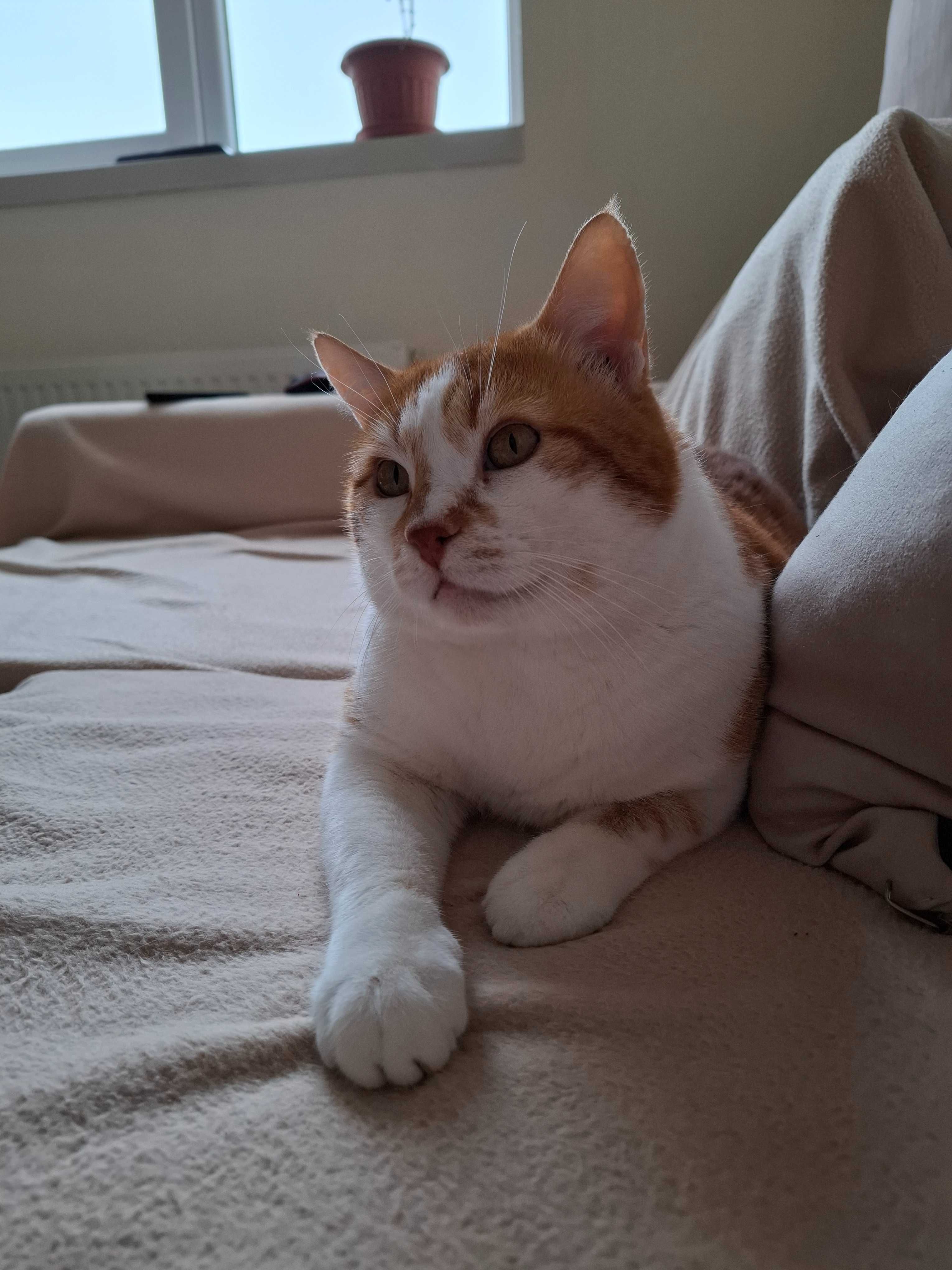 Подарявам мъжко коте