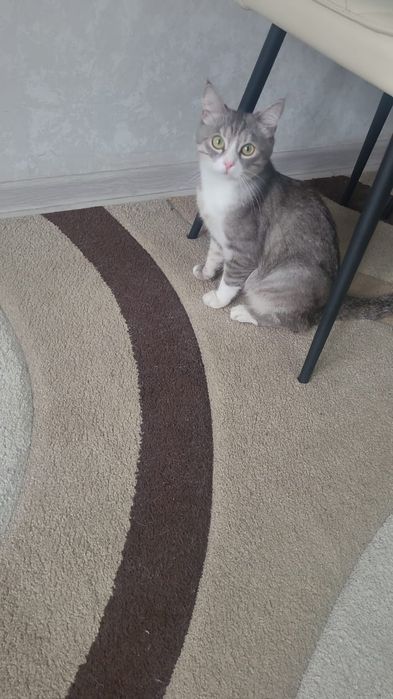 Отдам бесплатно кота  домашнего