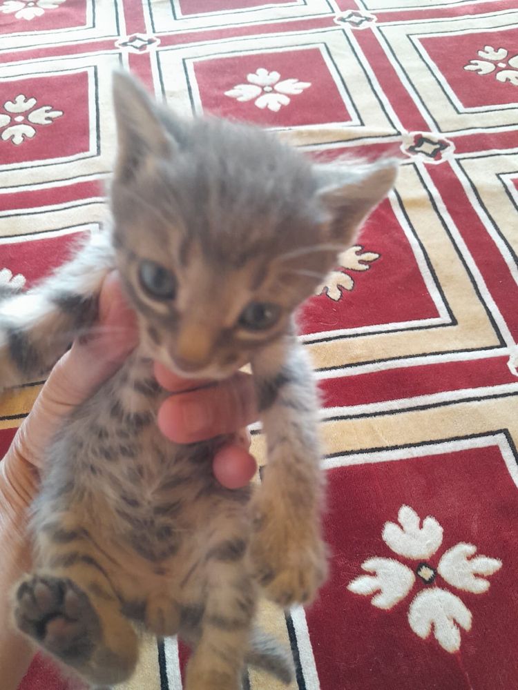 Кошка и её котята