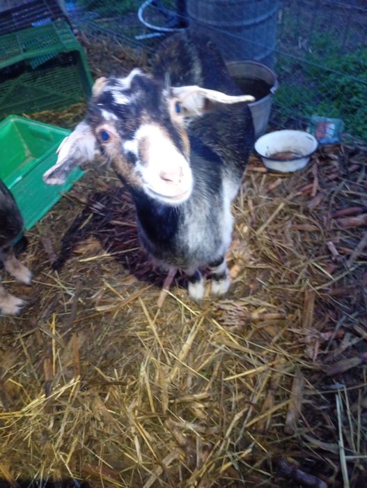 Vând 5 capre gestante