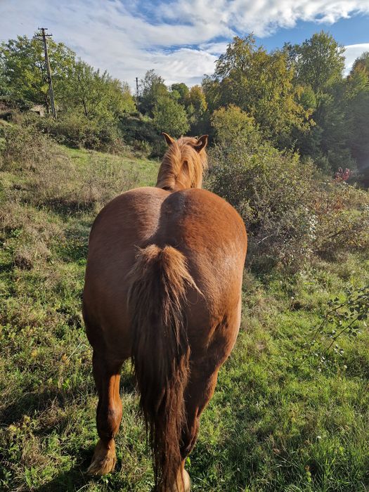 Vând manza de 4 ani jumate