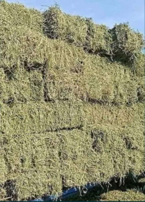 Vănd Baloti de lucernă dreptunghiulari