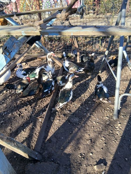 Rate mute si americane