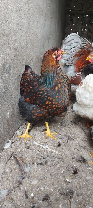 De vânzare gaini wyandotte splash