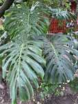 Filodendron de vânzare