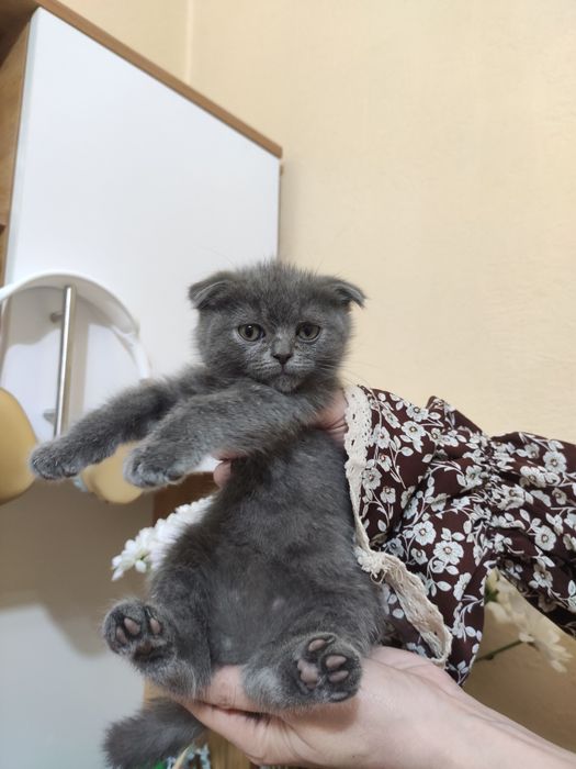 Пародистые котята
