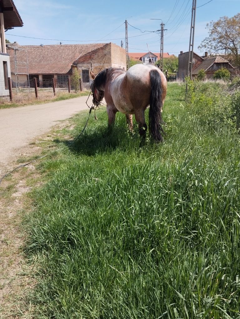 Vând o iapa de 3 ani  foarte blândă