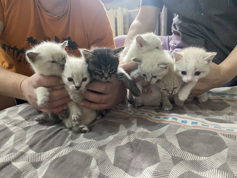 Отдам котят бесплатно в хорошие руки